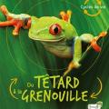 Du tétard à la grenouille